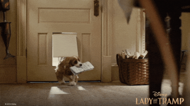 giphy (1).gif